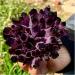 Room Decoration Natural Violet Ghost Phantom Quartz Crystal Cluster Specimen 1pcs (Size : 600-700g) - Buy Online on GoSupps.com