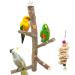 suruikei Bird Perch Nature Apple Hard Wood Stand, Parrot Stand Toy Branch Platform Paw Grinding Stick for Small Parakeets Cockatiels Conures Parrots Love Birds Finches Cage Accessories Set 1
