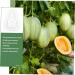 KONTONTY 3pcs Vegetable Small Mould Growth Forming Ginseng Small Fruit Plastic Gourd - Buy Online on GoSupps.com