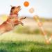 Buy Squeaky Rubber Balls for Dogs - 3-Piece Set in Bright Colors | Durable TPR Puppy Toys | Ideal Dental Pet Toys for Medium Dogs - Buy Online on GoSupps.com