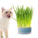 Anulely cat grass plant container for indoor cats-planting box without earth |Removable earth-free Sprouter tray grass box for cats dogs and other pets home decoration blue