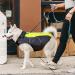 VIZPET Waterproof Reflective Dog Raincoat | Lightweight High Visibility Jacket for Small, Medium, Large Dogs - Green-L - Buy Online on GoSupps.com