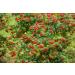 Cramp Bark/ corce De Crampe (Viburnum Opulus) - Health Embassy - 100% Natural (100g) - Buy Online on GoSupps.com