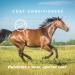 Espree Aloe Herbal Fly Repellent Horse Spray 32 oz - Natural Insect Repellent for Horses - Buy Online on GoSupps.com