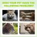 100ml Herbal Cat Joy Spray Herbal Cat Joy Celery Pets Catnip Spray for Cats Cat Scratching Spray Mist Cat Training Spray with Catnip Catnip Spray for Indoor Cats Cat Nips Spray for Cat Anxiety Relief - Buy Online on GoSupps.com