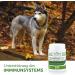 AniForte Dog with Cistus Rose Powder 100g - Natural Cistus Powder Cistus incanus infection blocker with vitamins Cistus strengthens the immune system and promotes metabolism - Buy Online on GoSupps.com
