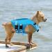 Convinite Dog Life Jacket - Adjustable Reflective XS Blue Life Jackets for Small Medium & Large Dogs | Perfect for Boating Swimming & Surfing - Buy Online on GoSupps.com
