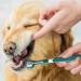 360 Dog Toothbrush Set - 4 Triple Head Toothbrushes for Deep Pet Dental Care | International Shipping - Buy Online on GoSupps.com