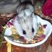 Flower Fusion Treat (0.85 oz.) - Healthy Natural Dried Flower Herbivore Treat - Chinchillas Guinea Pigs Rabbits Prairie Dogs Degus Hamsters Rats Squirrels Sugar Gliders & Other Small Pets - Buy Online on GoSupps.com