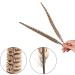 AWAYTR 20pcs Natural Female Pheasant Feathers - 8-11inch DIY Decoration - Buy Online on GoSupps.com