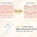 KISSIO Peptide Serum - Anti-Wrinkle Facial Serum with Vitamin C Hyaluronic Acid & Carnosine | Vegan Hydrating Skin Care for Fine Lines - 1 Fl Oz - Buy Online on GoSupps.com