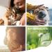 Reavet Denta Vital Dental Care Powder for Dogs & Cats - 80g Tartar Remover & Bad Breath Solution - Buy Online on GoSupps.com