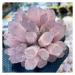 Natural Crystal Rough Crystal Cluster Natural Rose Crystal Cluster Flower Gem Gift Room Office Decor Gift (Size : 200-250g)