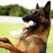 Tikaton Indestructible Dog Chew Toys - Real Beef Flavor for Large, Medium & Small Puppies | Durable Teething Bones for Aggressive Chewers - Buy Online on GoSupps.com