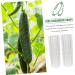 Yardwe 10 Pcs Vegetable Shaping Cucumbers Fruit Growing Cucumber Styling Modeling Accessories - Buy Online on GoSupps.com