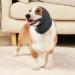 Dog Chal & Ear Protection for Comfort | Dog Hoodies Gray - Perfect for Pet Owners - Buy Online on GoSupps.com