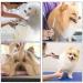 Premium Dog Scissors | Stainless Steel Grooming Scissors for Dogs & Cats | Safety Round Tip Dog Hair Scissors - Buy Online on GoSupps.com