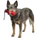Company of Animals Canvas Training Dummy - Medium Size | Retrieval & Gundog Training Equipment | Floats & Highly Visible | Long Distance Throwing | Suitable for Puppies | Old Model - Buy Online on GoSupps.com