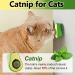 Havenfly Rotatable Catnip Ball Toy - Edible Catnip Wall Roller for Cats | 1PC Cat Toys for Engaging Play - Buy Online on GoSupps.com