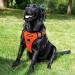 Pattepoint Adjustable Dog Harness Breathable No Pull Dog Vest Harness with Handle and Reflective Strips Safe to Walk at Night 3 Clips Easy on and off Durable Escape Proof Dog Harnesses for Medium and Large Dogs (Orange L) Orange L - Buy Online on GoSupps.com
