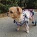 Dog Wheelchair Back Legs Rehabilitation Adjustable Easy Assemble Pet Wheelchair for Disabled Hind Legs Puppy Cat/Dog/Puppy Walking Dog Carriers X-Small - Buy Online on GoSupps.com