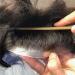 100% Human Hair Wigs for Men - Remy Hair Replacement 8x10 Fine Mono Toupet with Thin Skin Perimeter (#1B) - Buy Online on GoSupps.com