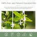 PATOIL Neroli Essential Oil 100ML - Pure Premium Grade Oil for Diffuser, Humidifier, Aromatherapy - 100 ml (Pack of 1) - Buy Online on GoSupps.com