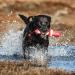 Rogz Lighthouse Floating Dog Toys - Durable & Fun for Water Play | International Shipping Available - Buy Online on GoSupps.com