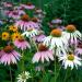 Echinacea Mixed Seeds - High-Quality Echinacea Seeds for International Shipping | Grow Your Own Echinacea - Buy Online on GoSupps.com
