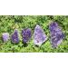 Home Decoration Amethyst Geode Crystal Quartz Uruguay Cluster Natural Specimen Stones Home Goods (Color : 100g) - Buy Online on GoSupps.com