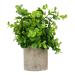 Zerodeko 4 Pcs Simulated Potted Plant Fake Green Plant Flowers Decoration Mini Succulent Plants Household Decor Fake Potted Plant Decor Desktop Ornament Cylinder Plastic Artificial Flower As Shownx4pcs 22x8cmx4pcs