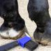 Bohue 4Pcs Horse Hoof Pick Brushes Stiff Bristled Brush with Soft Touch Rubber Handle Portable Hoof Pick Hoof Cleaner for Horses and Goat - Buy Online on GoSupps.com