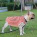 Comfortable Post-Operation Shirt for Puppies - WLLHYF Pink & White Stripes XS | Ideal for Large & Small Dogs After Castration - International Shipping - Buy Online on GoSupps.com