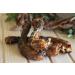 CROCI NIKI NAT.BARF Turkey Necks for Dogs 250 g - Buy Online on GoSupps.com