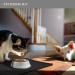 Reopet Non-Stick Silicone Dog Cat Bowl Mat | Waterproof Food & Water Cushion - Buy Online on GoSupps.com