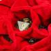KSNDie Large Dice Bag with Pockets - D&D, RPG, MTG Game Dice Storage - 150+ Dice Capacity - Khaki - Buy Online on GoSupps.com