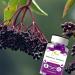 Ved Elderberry Gummies with Vitamin C and Zinc - Elderberry Flavour, Vegetarian, Vegan - 60 Chews - Buy Online on GoSupps.com