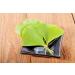 Health Embassy Ginkgo Biloba Leaf Honey 50g - Pure Ginkgo Biloba L - Pack of 1 - Buy Online on GoSupps.com