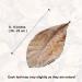 SunGrow Catappa Indian Almond Leaves 8-Inches - Perfect for Freshwater Shrimps and Tropical Fish - Pack of 10 Leaves - Buy Online on GoSupps.com