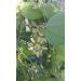 PLAT Firm Semi di GERMINAZIONE: Rare Masse bl hen Passionsblume Reben Passionsblume auriculata IMPIANTO 2" Topf - Buy Online on GoSupps.com