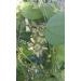 PLAT Firm Semi di GERMINAZIONE: Rare Masse bl hen Passionsblume Reben Passionsblume auriculata IMPIANTO 2" Topf