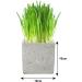 Cat FurNature Luxury Cat Grass Kit - Concrete Cube | Cat Grass Pots - Buy Online on GoSupps.com