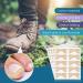 Ingrown Toenail Treatment: Professional, Safe, and Painless Corrector Strips - 50Pcs - Buy Online on GoSupps.com