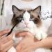 Professional Tear Stain Remover Powder & Applicator Brush for Dogs & Cats | Eye Care Comb for Pet Tear Stains - Buy Online on GoSupps.com