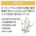 Shiseido Super Mild Green Conditioner Pump - Gentle Hair Care Solution - Buy Online on GoSupps.com
