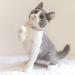 Molain Heart Bling Cat Collar Adjustable Collar with Safety Belt and Bell Rhinestone Collar for Kitten Small Dog Cat (pink) - Buy Online on GoSupps.com