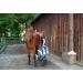 Amesbichler Horse Barn Cleaning Combat - Anti-Tangle Rake & Scratch Remover for Icelandic Horse Care | Durable Metal & String Striegel - Buy Online on GoSupps.com