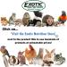 Nectar Pods: Calcium-Fortified Jelly Fruit Treat for Sugar Gliders, Marmosets, Parrots, and More - Variety 4 Pack - Buy Online on GoSupps.com