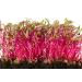 Country Creek Acres Beet Seeds - 16 oz, Non-GMO, High Germination for Microgreens, Sprouting, Juicing, Gardening, Hydroponics - Buy Online on GoSupps.com