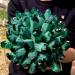 Home Natural Green Spooky Spooky Quartz Crystal Cluster Specimen Home Office Decoration Crystal Cluster (Size : 900-1000g) - Buy Online on GoSupps.com